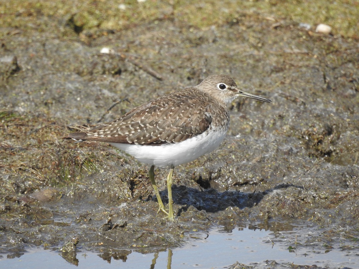 Solitary Sandpiper - ML491042361