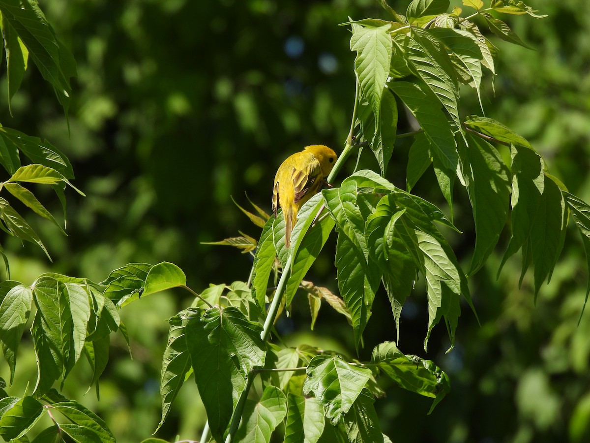 Paruline jaune - ML491042661