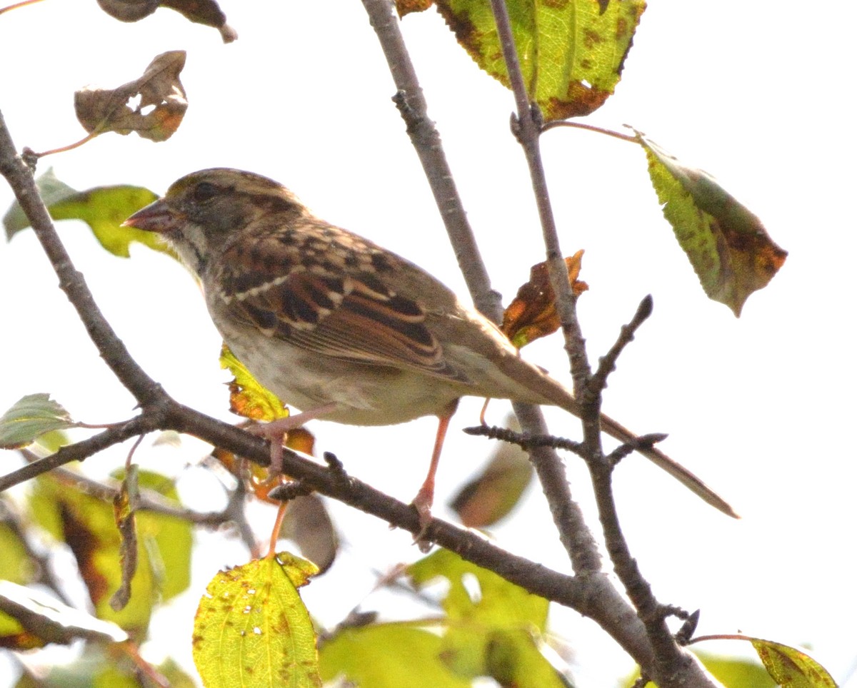 White-throated Sparrow - ML491043181