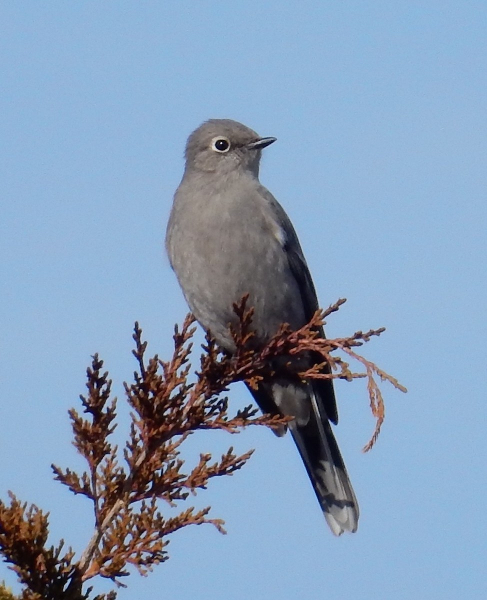 Townsend's Solitaire - ML49104401