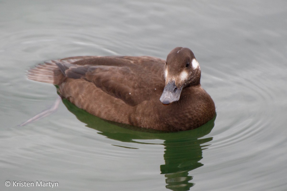 White-winged Scoter - ML491044421