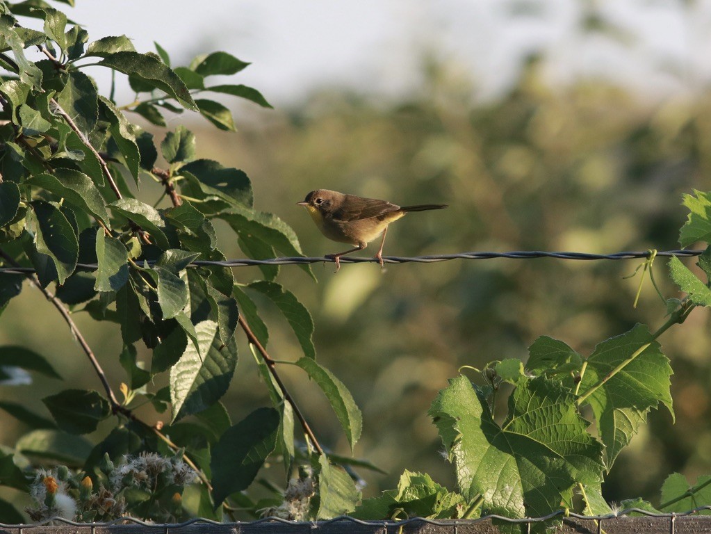 Common Yellowthroat - Matt Yawney