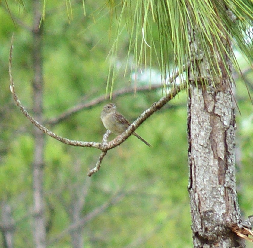 Bachman's Sparrow - ML491045031