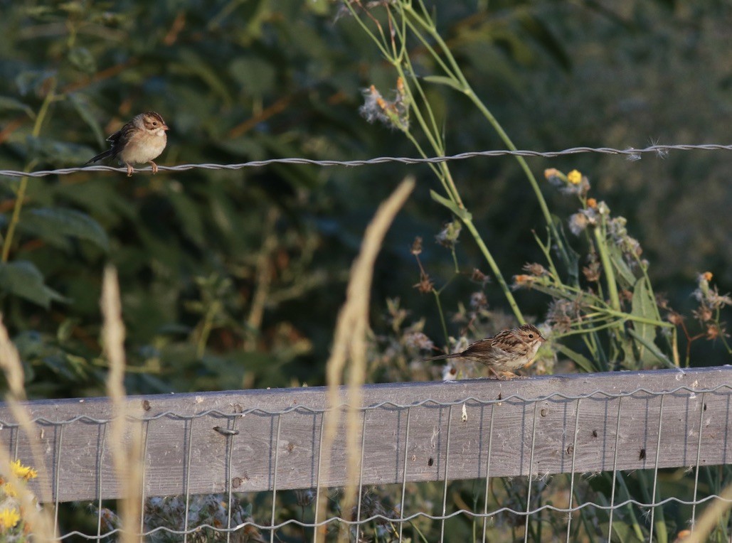 Clay-colored Sparrow - Matt Yawney