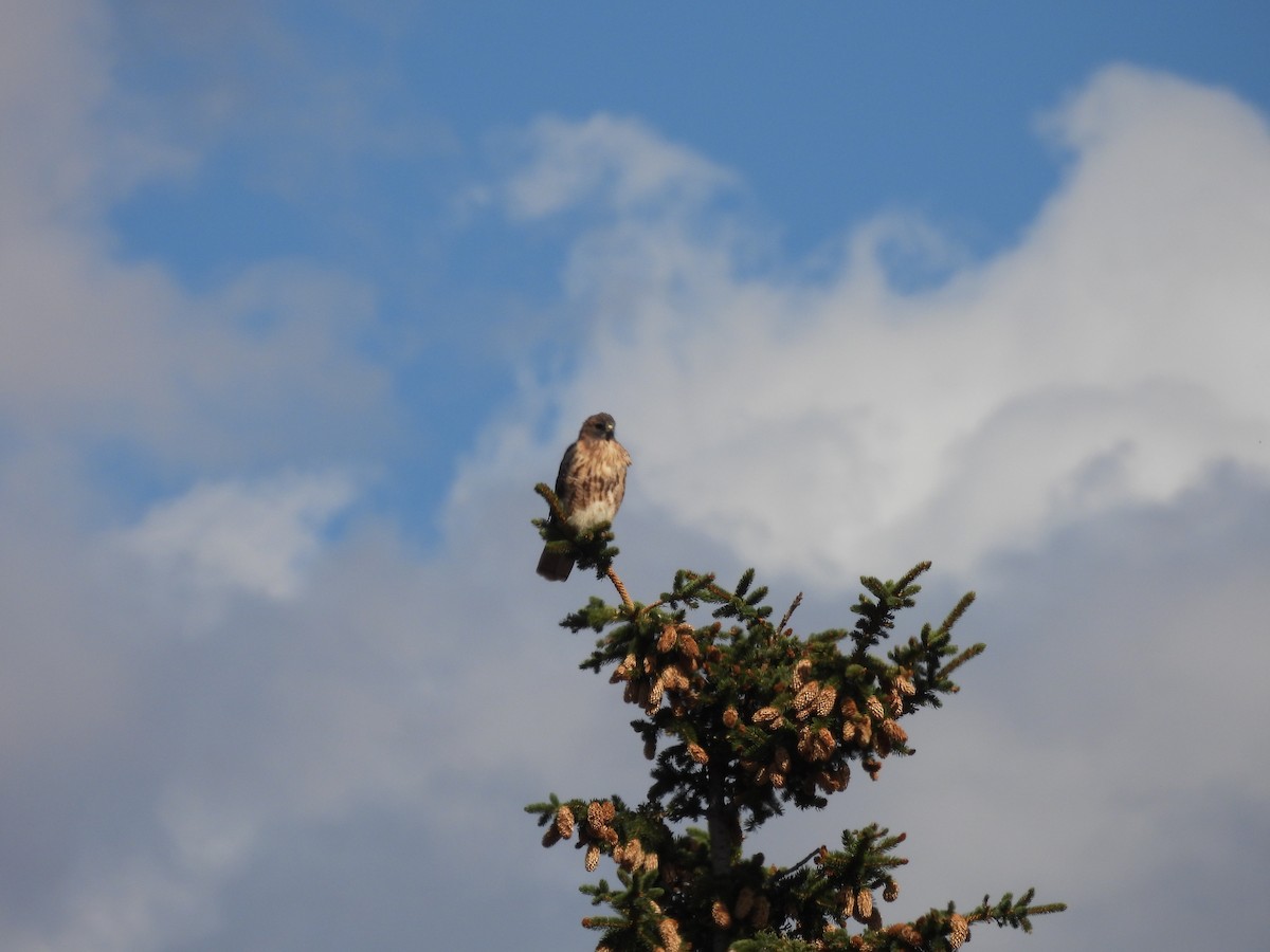 Red-tailed Hawk - ML491047771