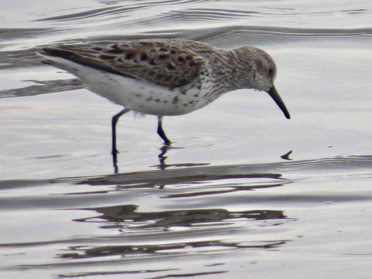 Western Sandpiper - Nathan Martineau