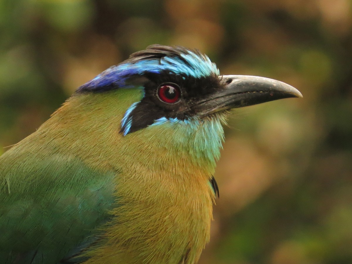 Lesson's Motmot - Martin Stoner