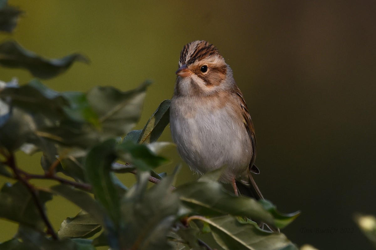 Clay-colored Sparrow - ML491048931