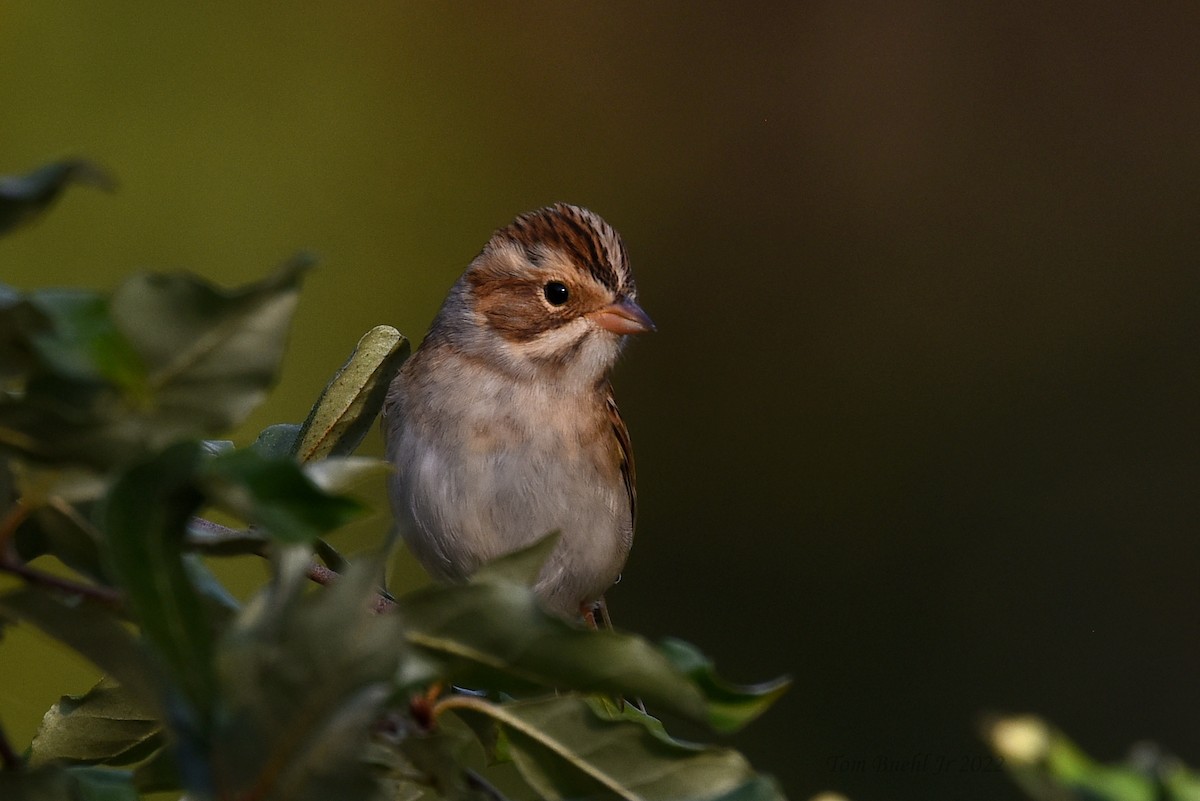 Clay-colored Sparrow - ML491048961