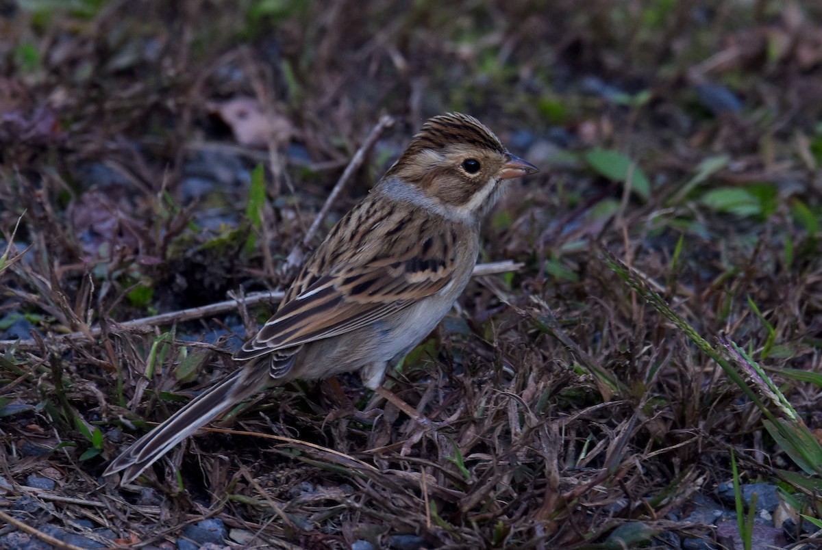 Clay-colored Sparrow - ML491048981