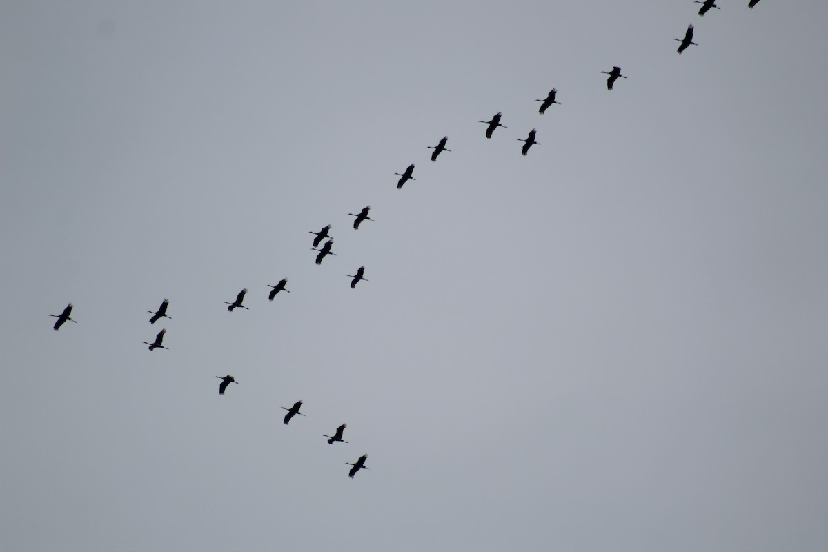 Sandhill Crane - ML49104971