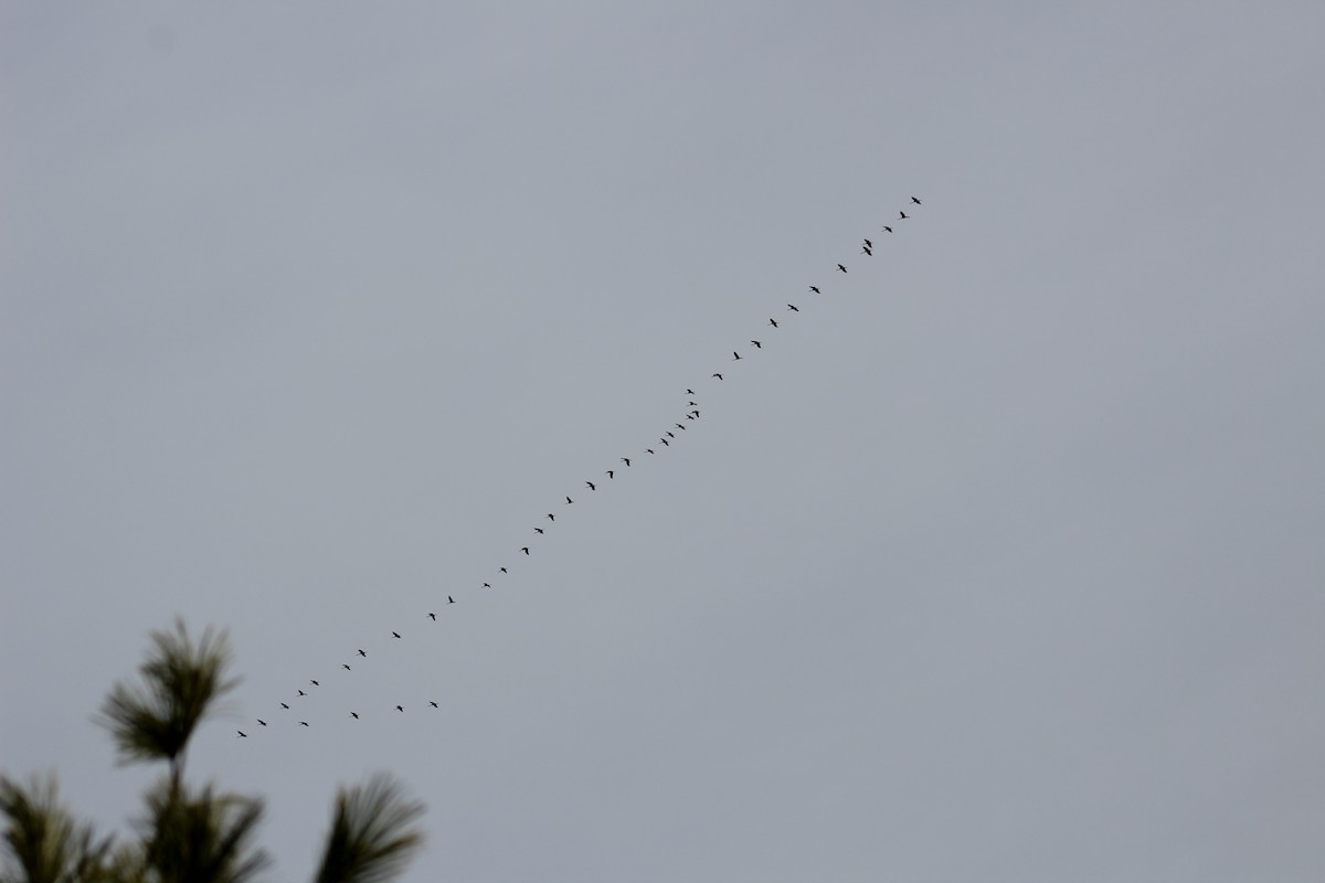 Sandhill Crane - ML49104981