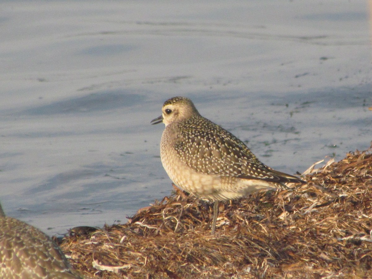 American Golden-Plover - Stephen Chase