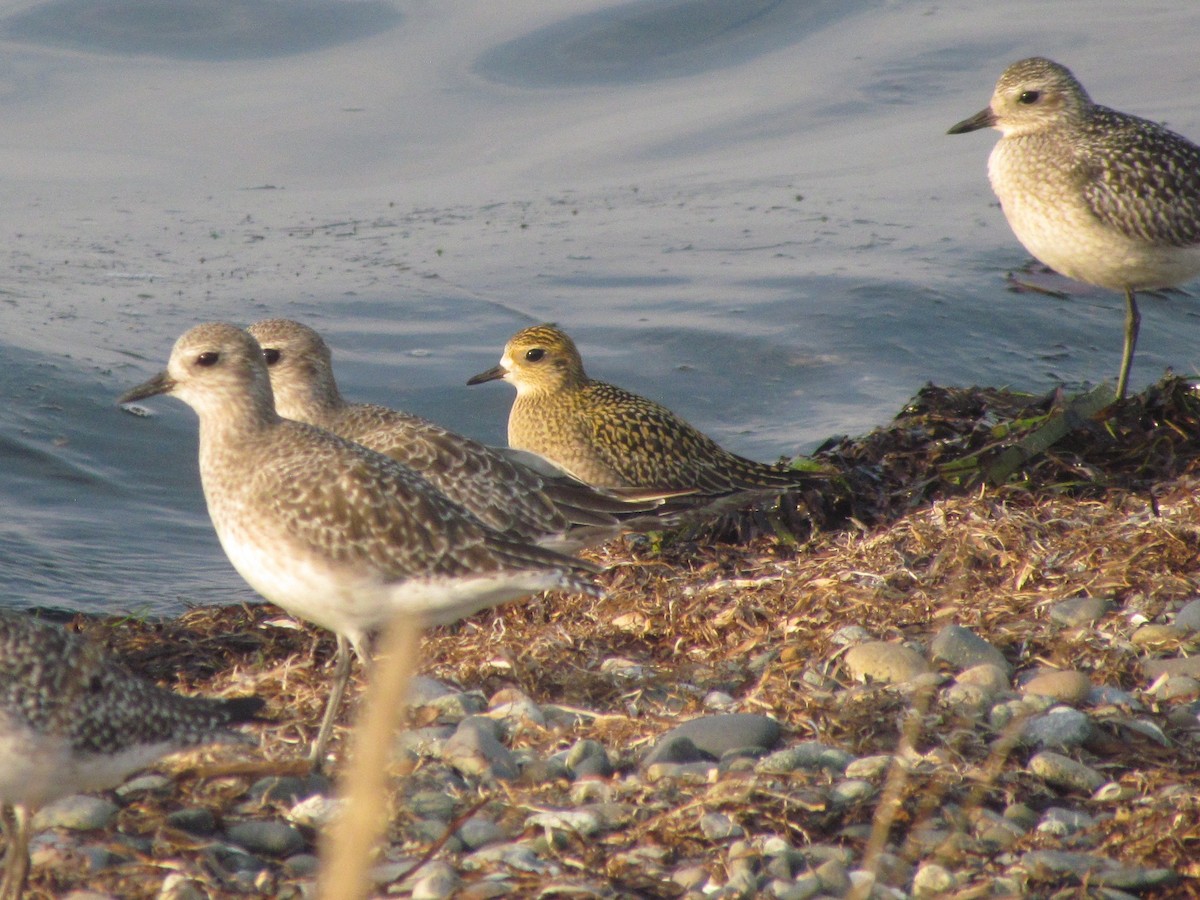 Pacific Golden-Plover - ML491052811