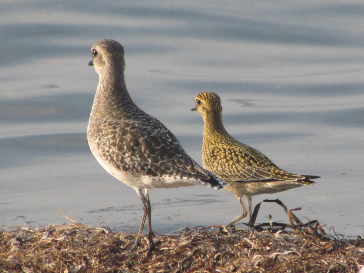 Pacific Golden-Plover - ML491052891