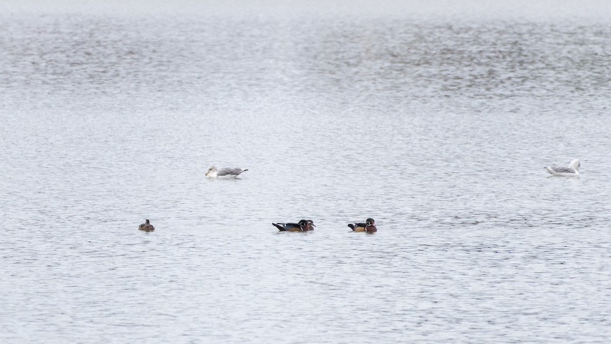 Wood Duck - ML491053391