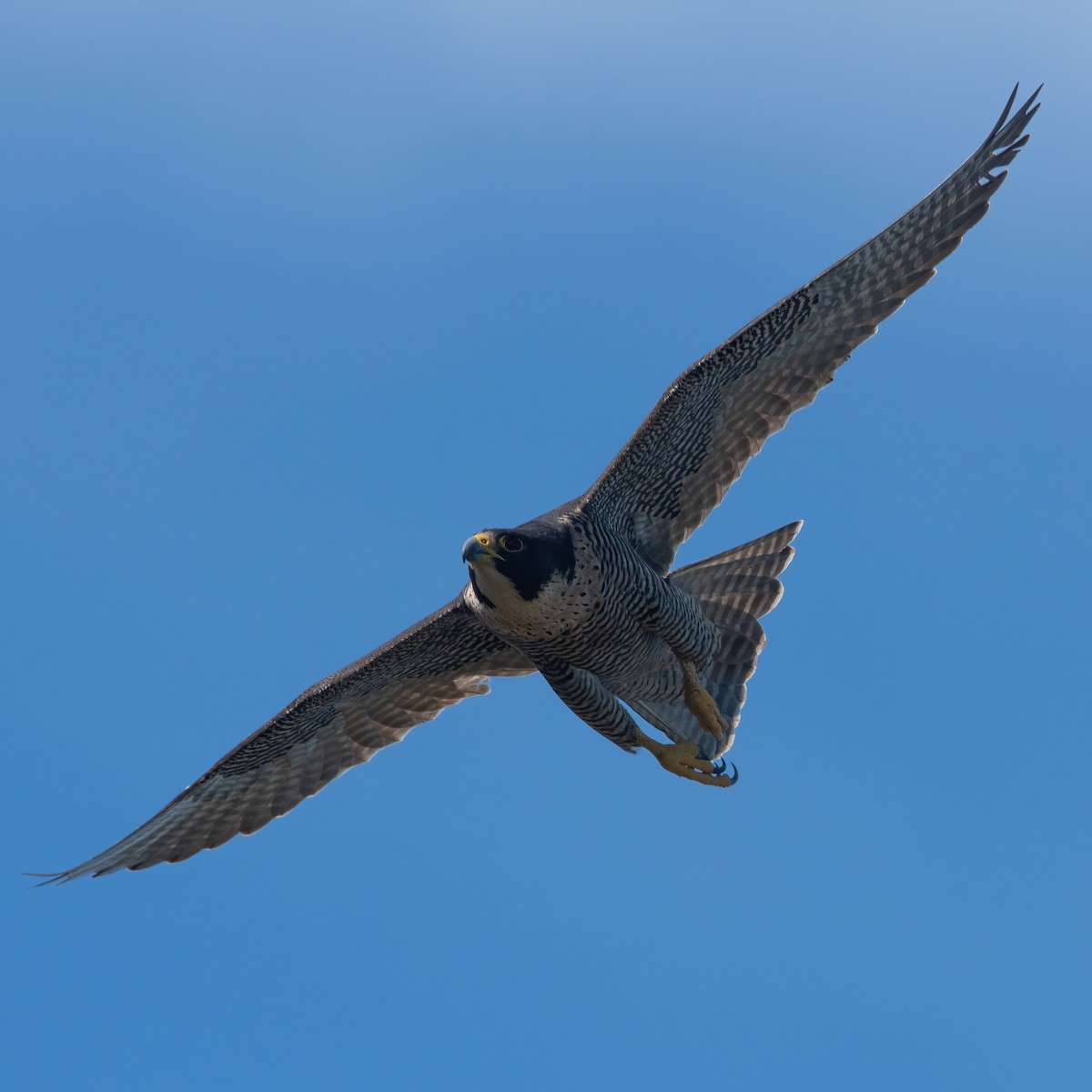 Peregrine Falcon - ML491054501