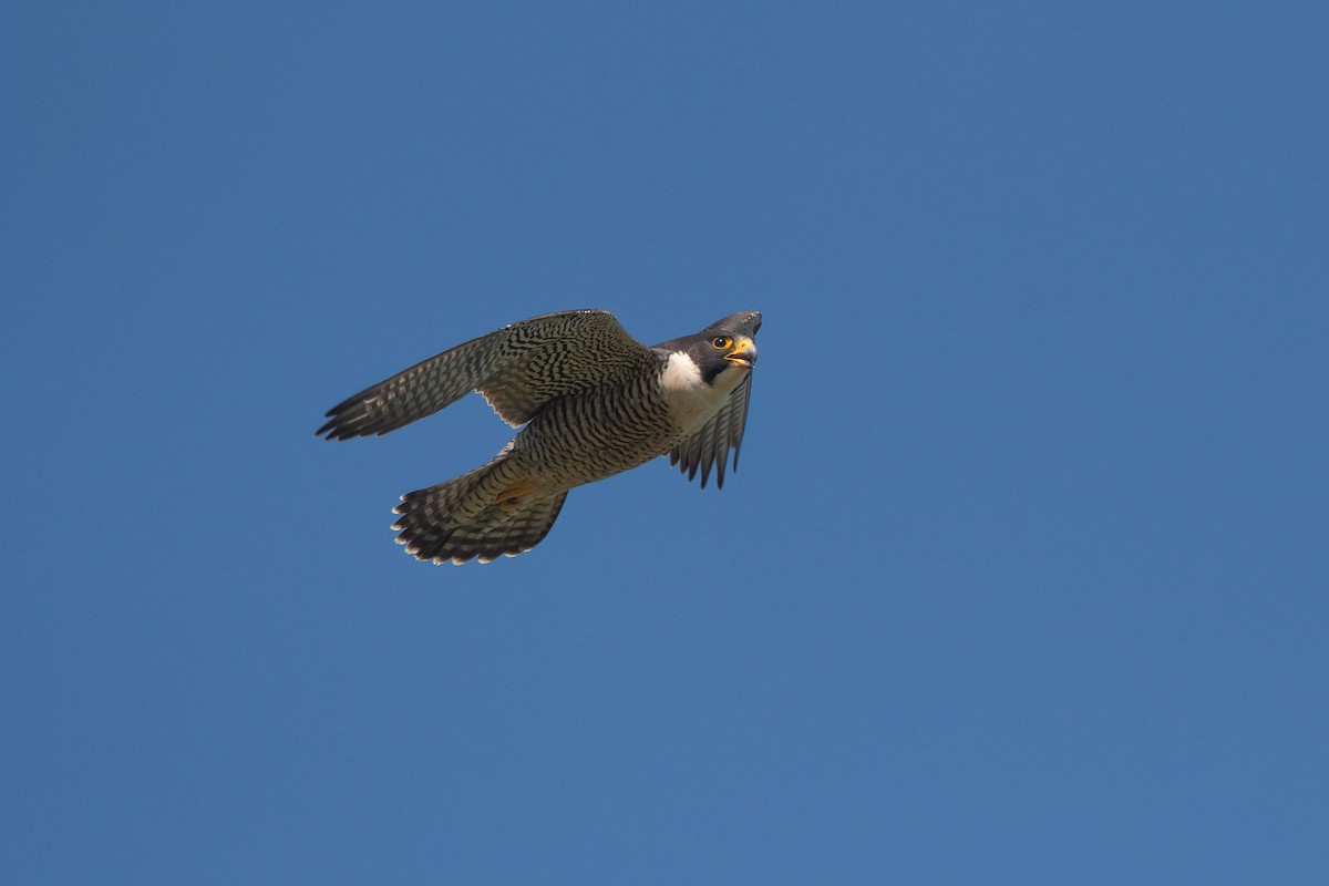 Peregrine Falcon - ML491054511