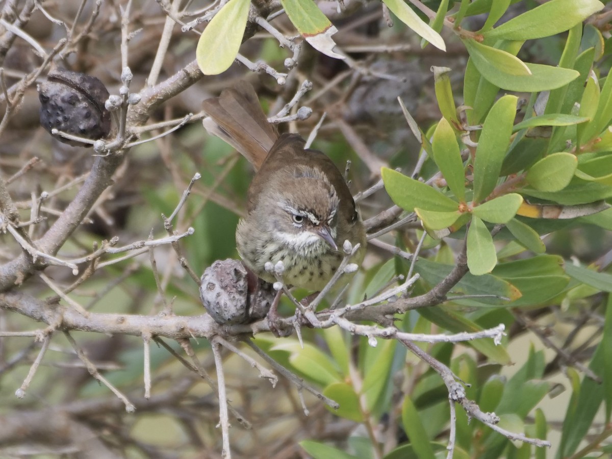 Spotted Scrubwren - ML491057801