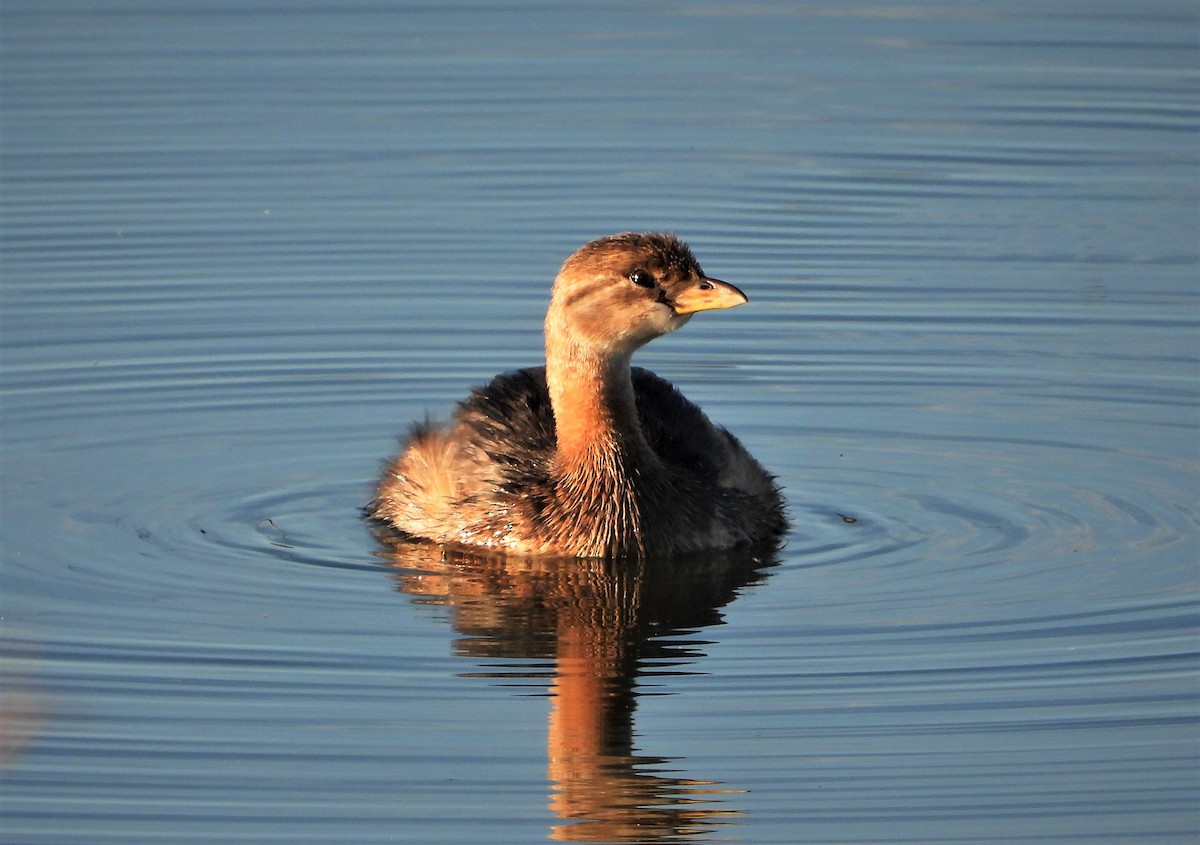 Pied-billed Grebe - ML491058681