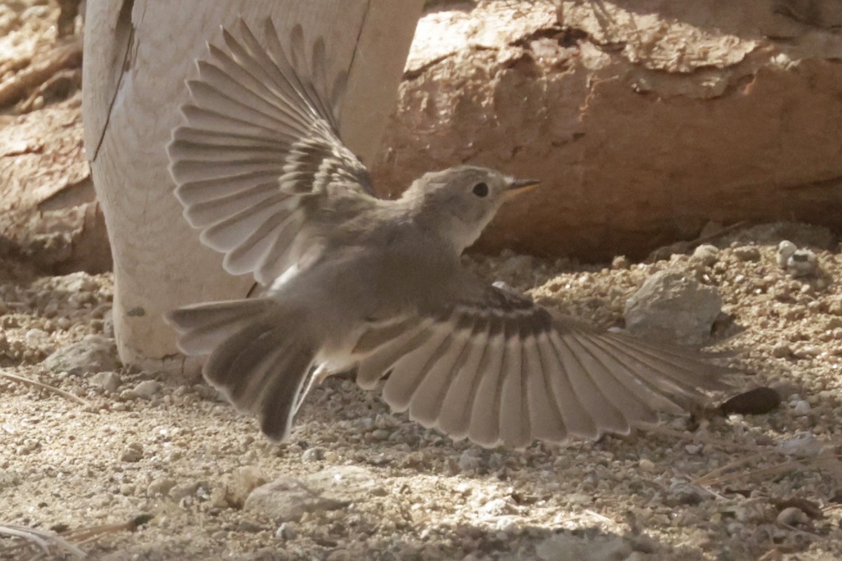 Gray Flycatcher - ML491059311