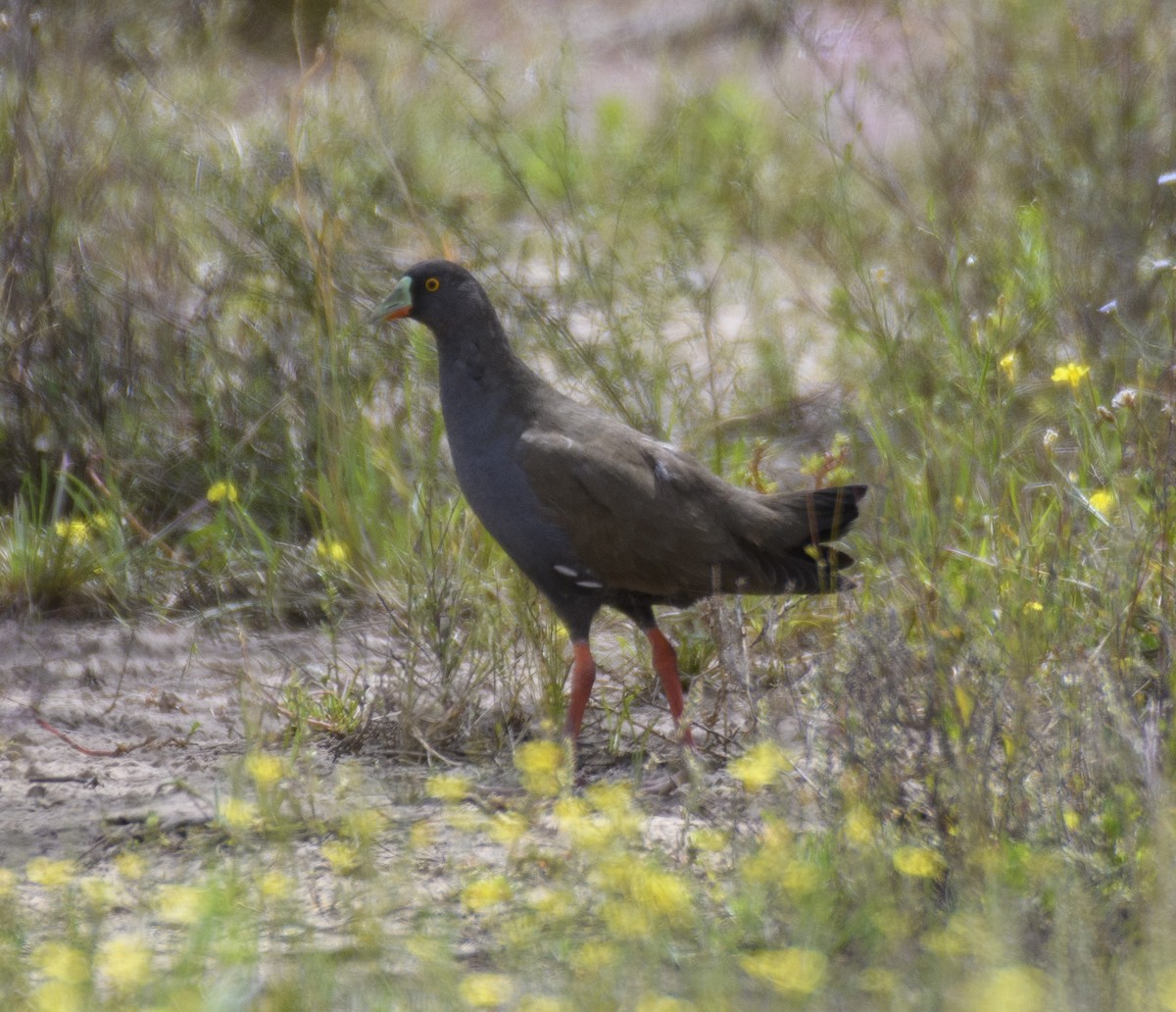 Black-tailed Nativehen - ML491060611