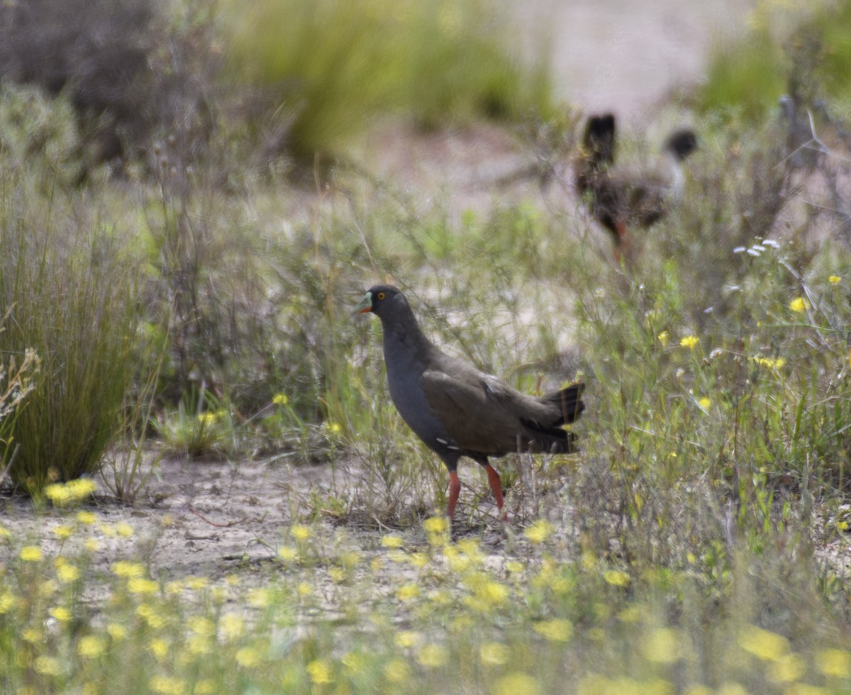 Black-tailed Nativehen - ML491060621