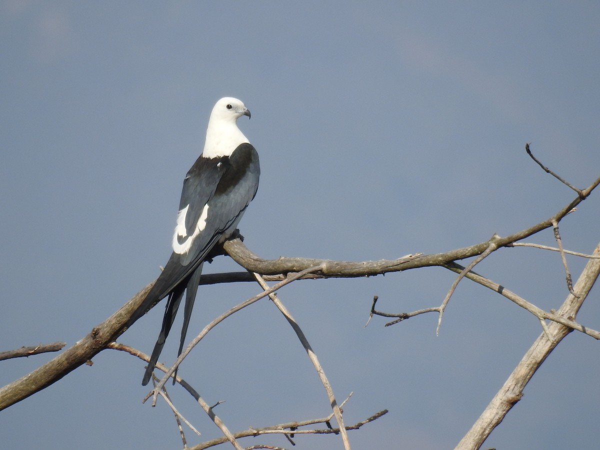 Swallow-tailed Kite - Romel Romero