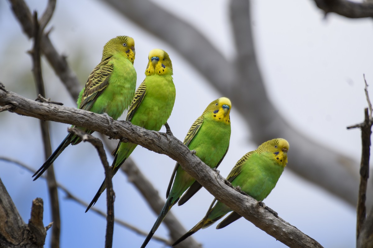 Budgerigar - ML491062011