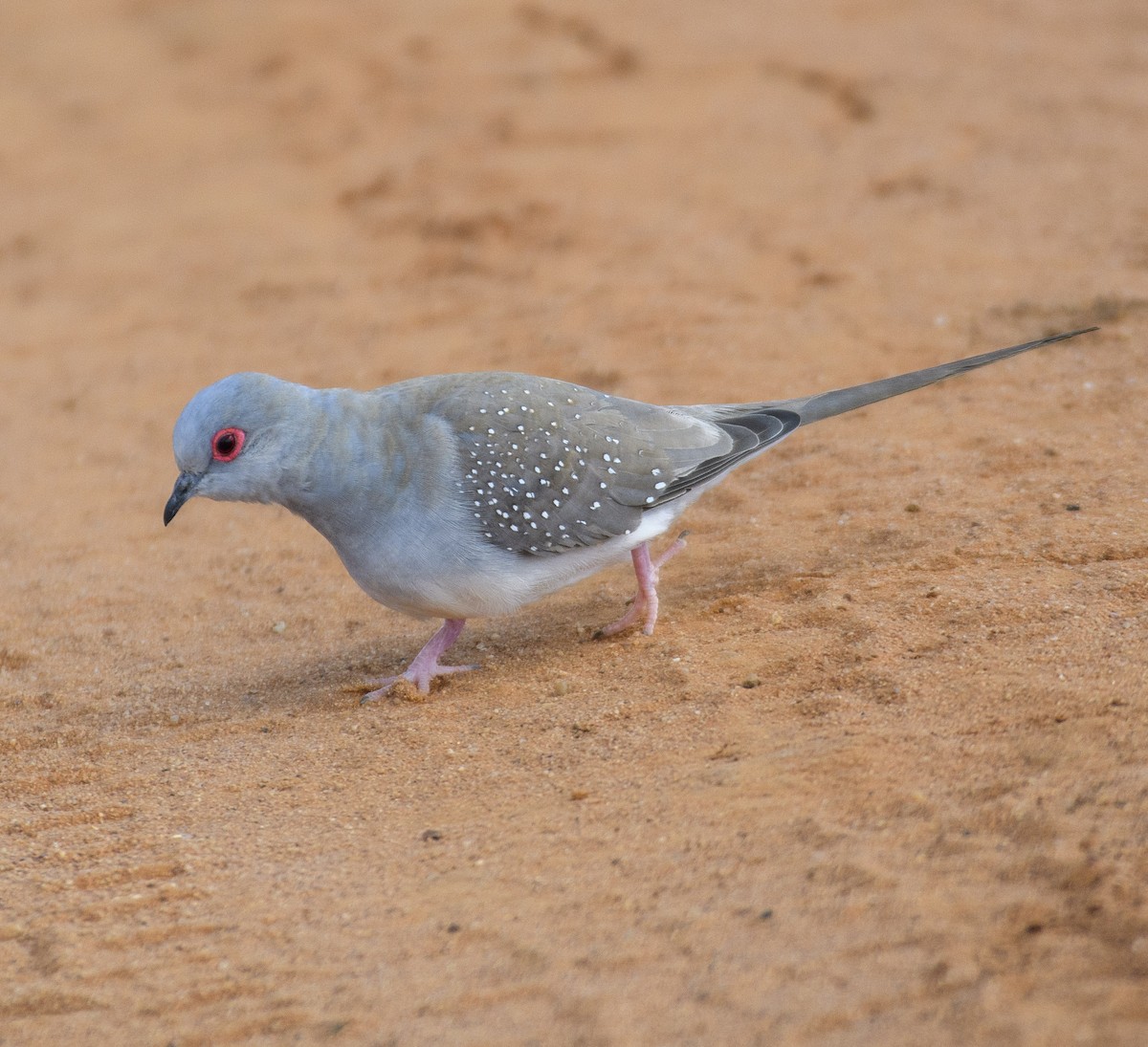 Diamond Dove - ML491064041