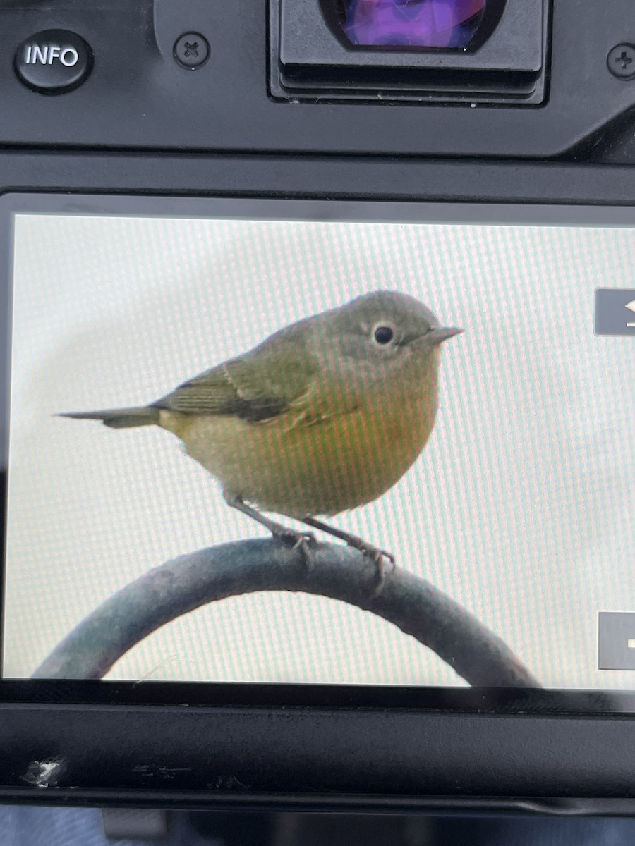 Nashville Warbler - ML491066281