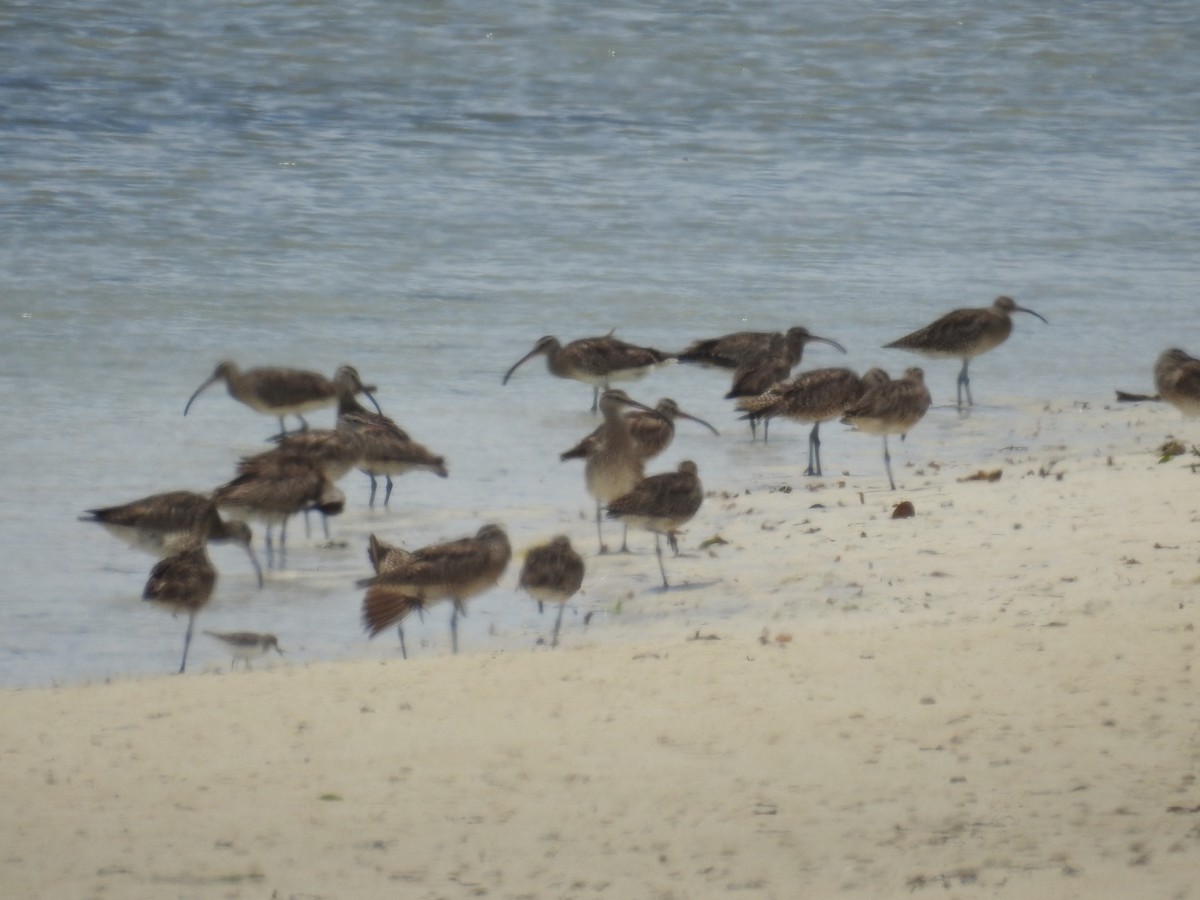 Whimbrel (Siberian) - ML491068171