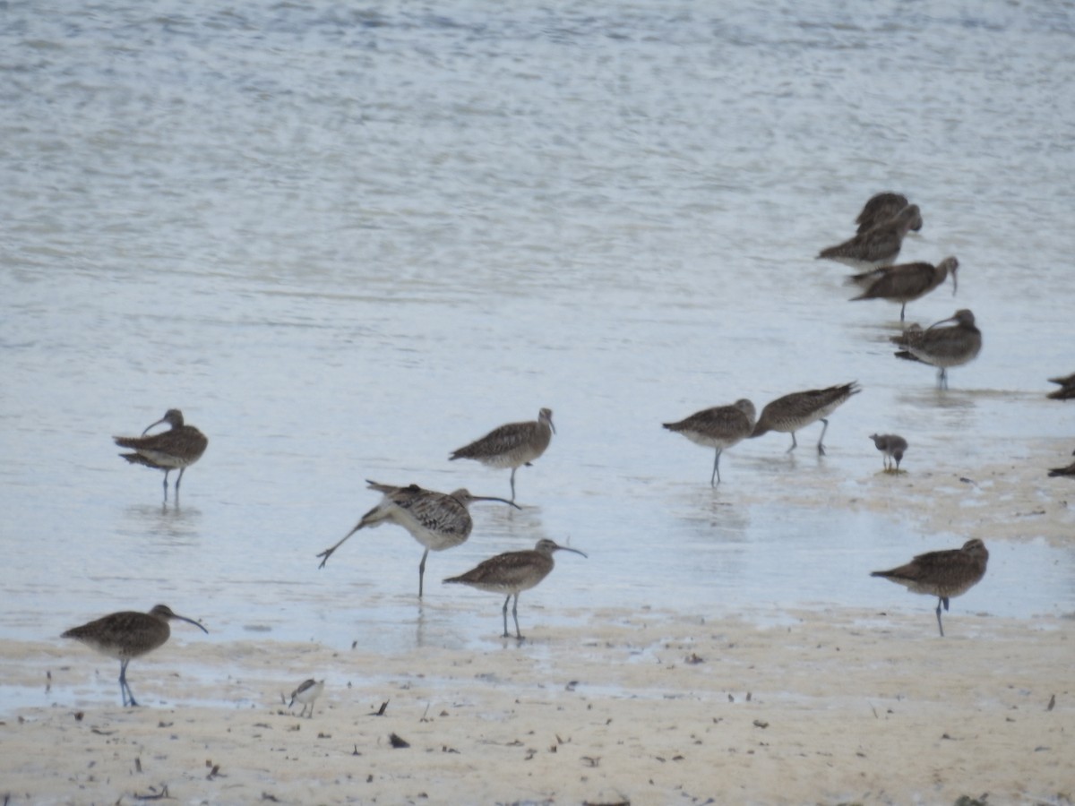 Whimbrel (Siberian) - ML491068211