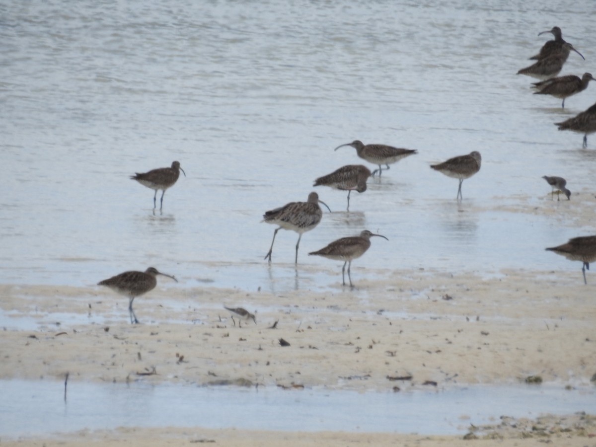 Whimbrel (Siberian) - ML491068221