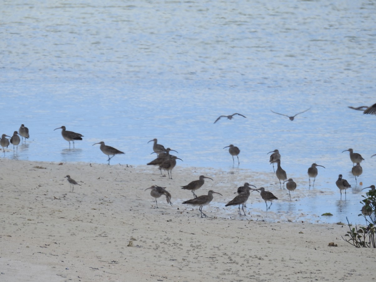 Whimbrel (Siberian) - ML491068231