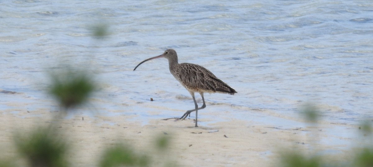 Far Eastern Curlew - ML491068491