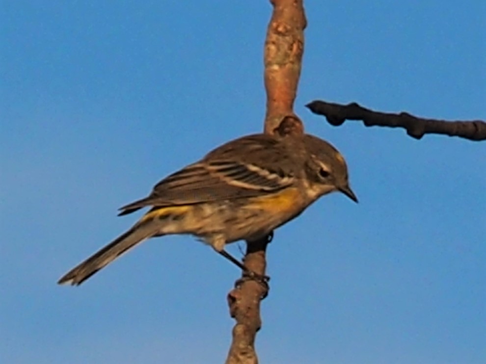 Yellow-rumped Warbler - ML491069851