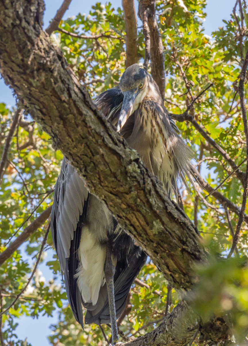 Great Blue Heron - Chris Dunford