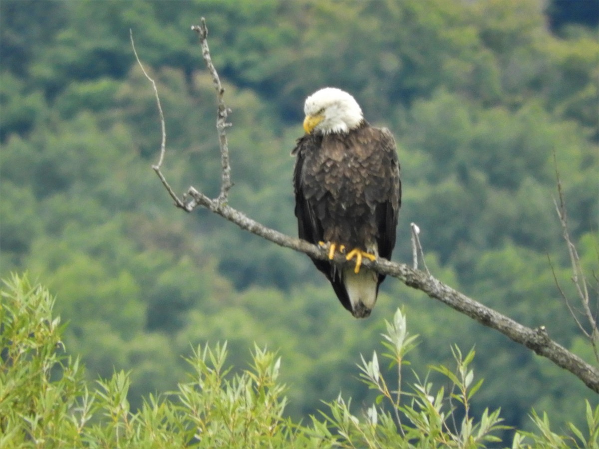 Weißkopf-Seeadler - ML491072181