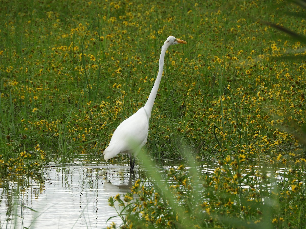 Great Egret - ML491072651