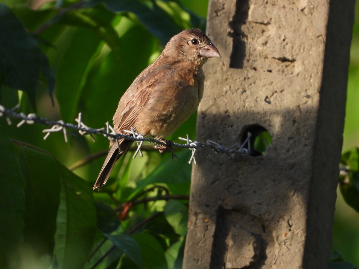 Blue Grosbeak - ML491073121