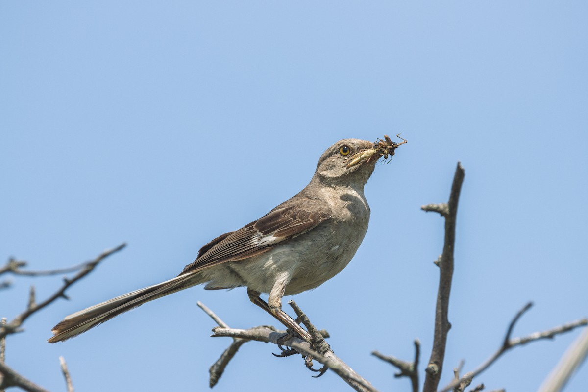 Northern Mockingbird - ML491073531