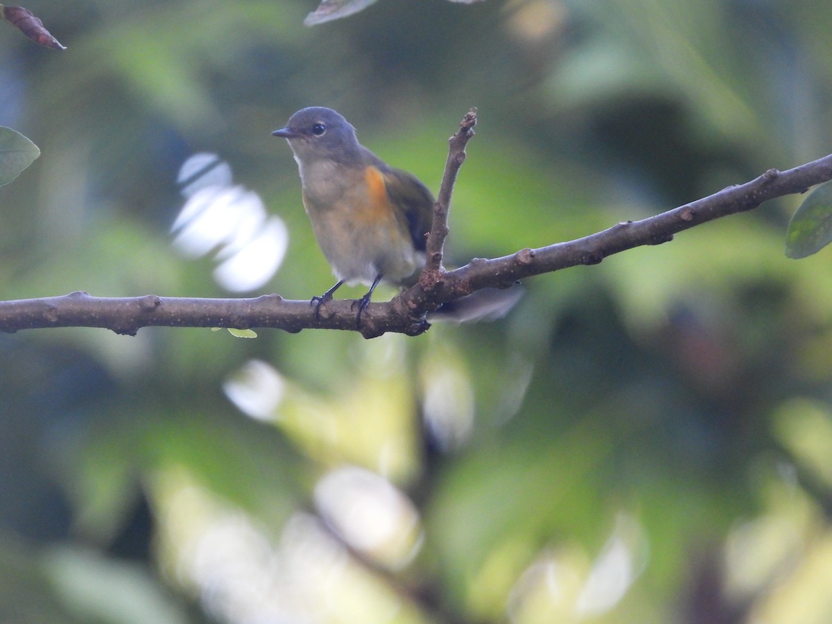 American Redstart - ML491076051