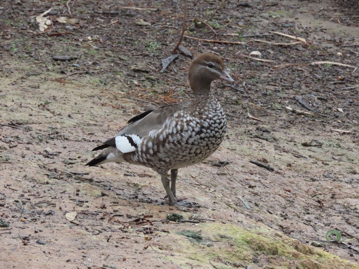 Maned Duck - ML491077031