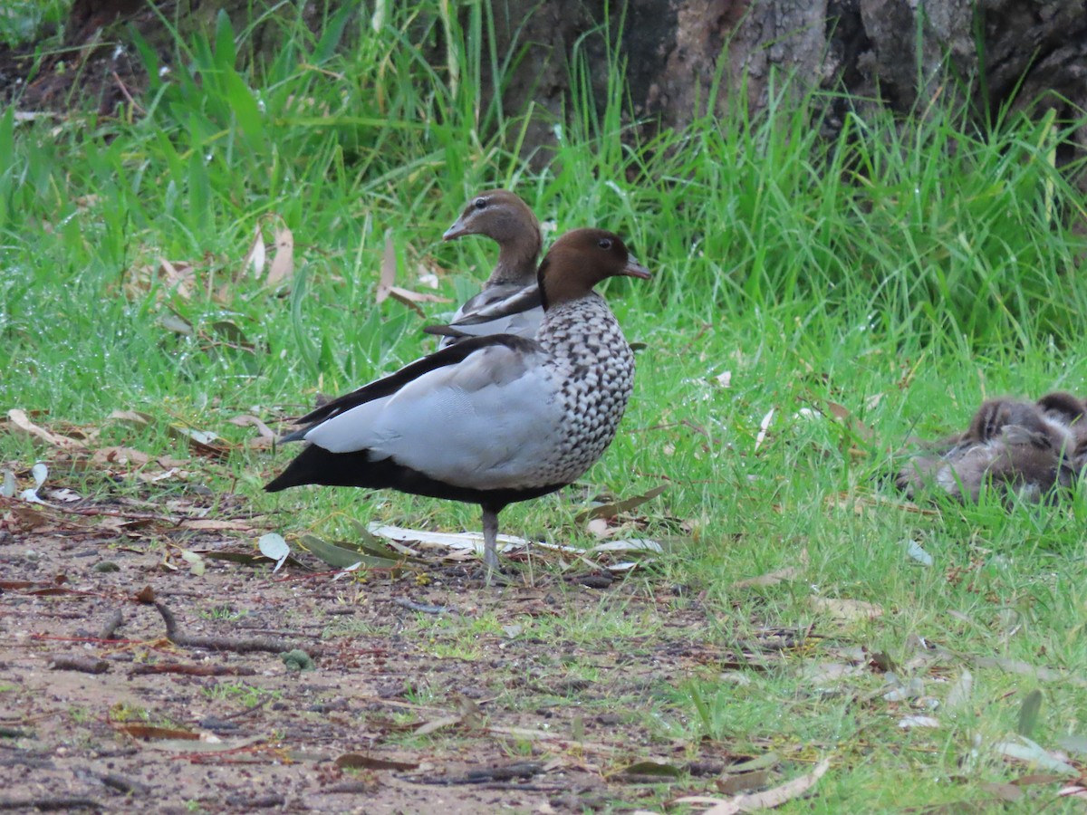 Maned Duck - ML491077051