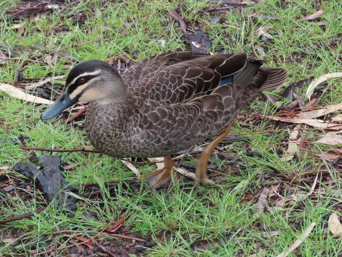 Pacific Black Duck - ML491077081
