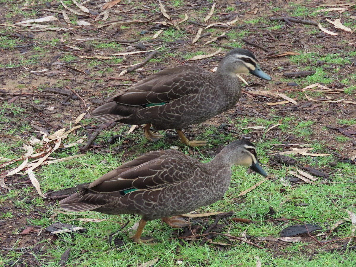 Pacific Black Duck - ML491077091