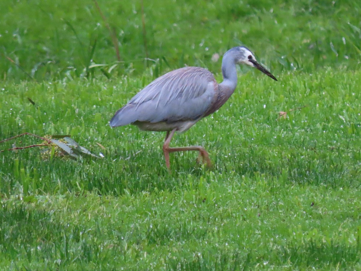 White-faced Heron - ML491077151