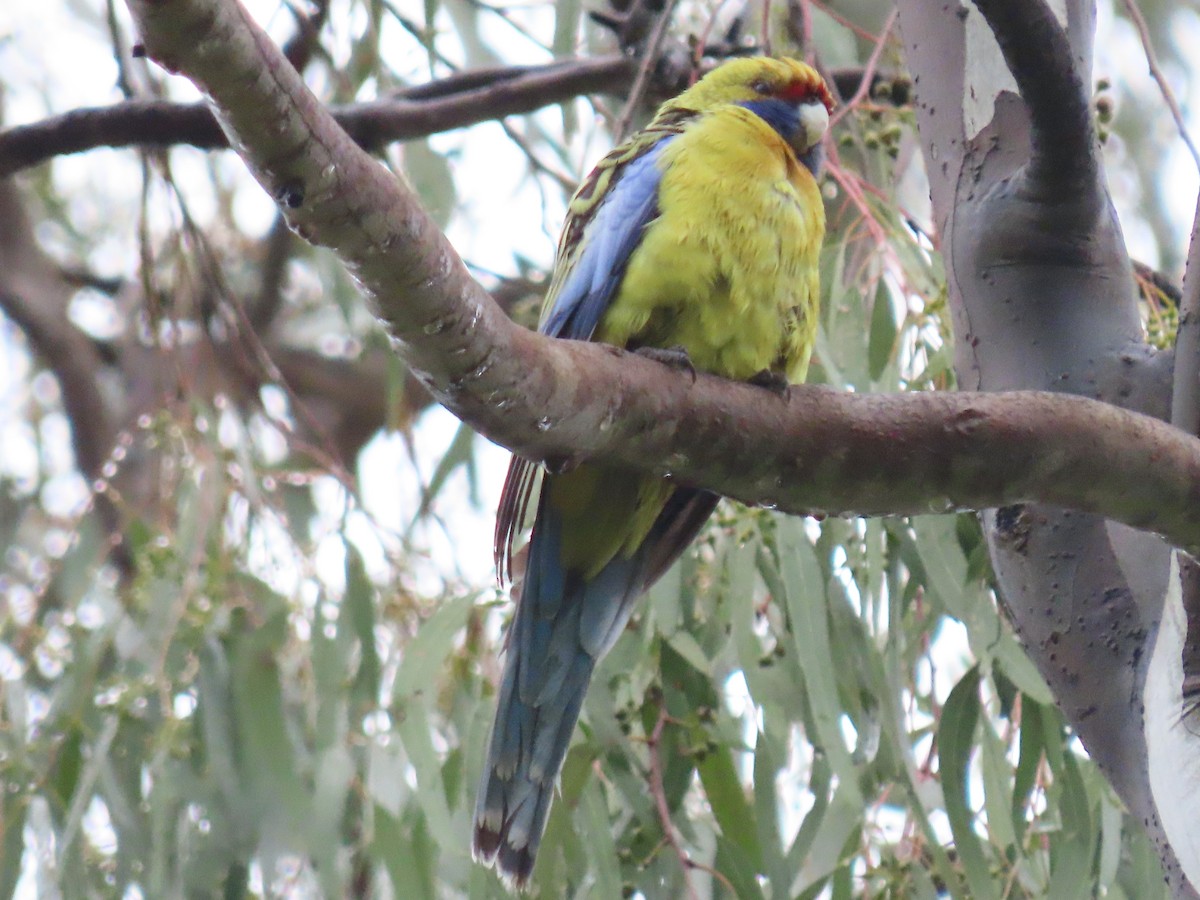Crimson Rosella - ML491077231