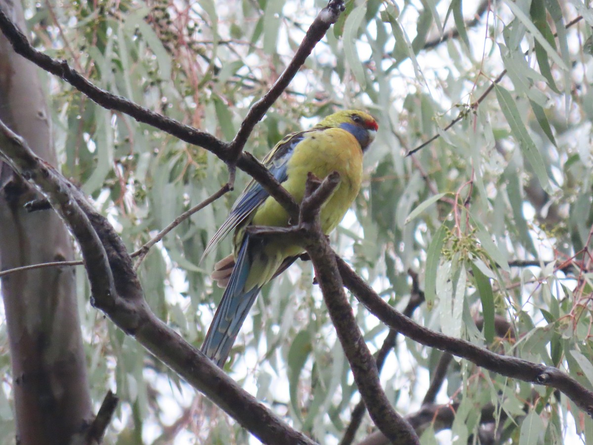 Crimson Rosella - ML491077241